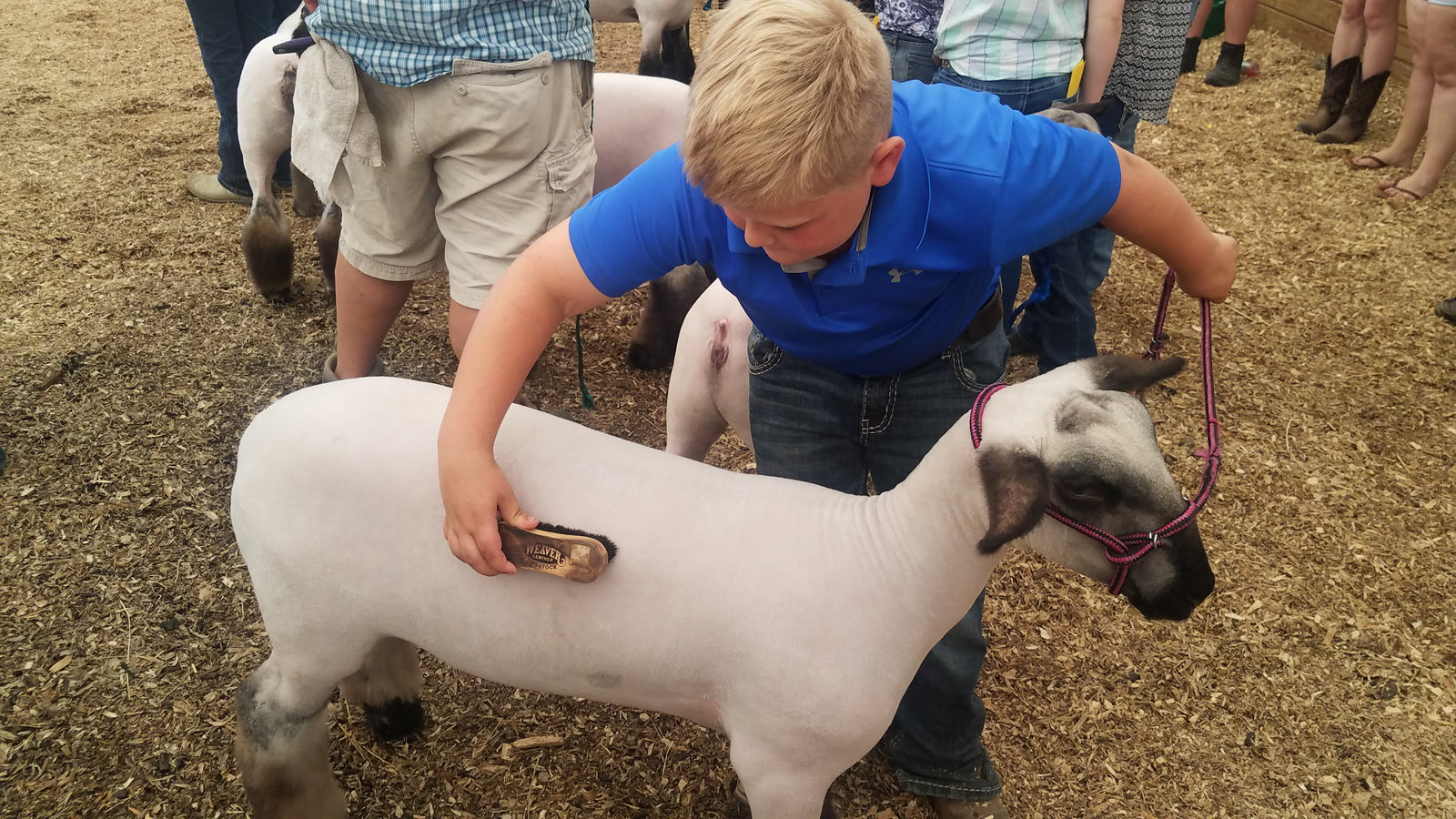 Thank a Stock Show Kid