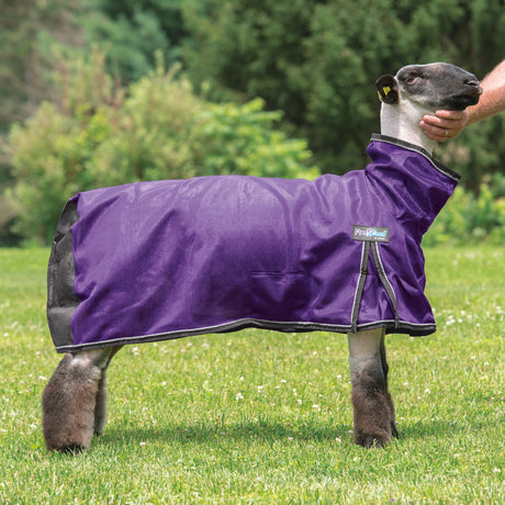 ProCool™ Sheep Blanket with Reflective Piping, Mesh Butt