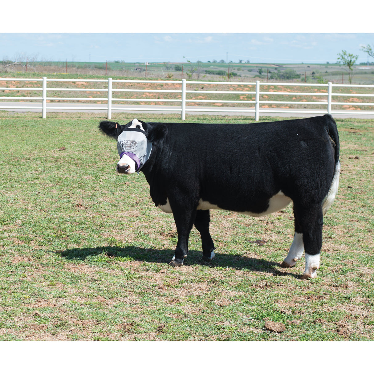 Cattle Fly Mask in use