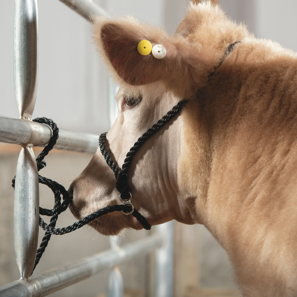 Poly Rope Breaking Halter