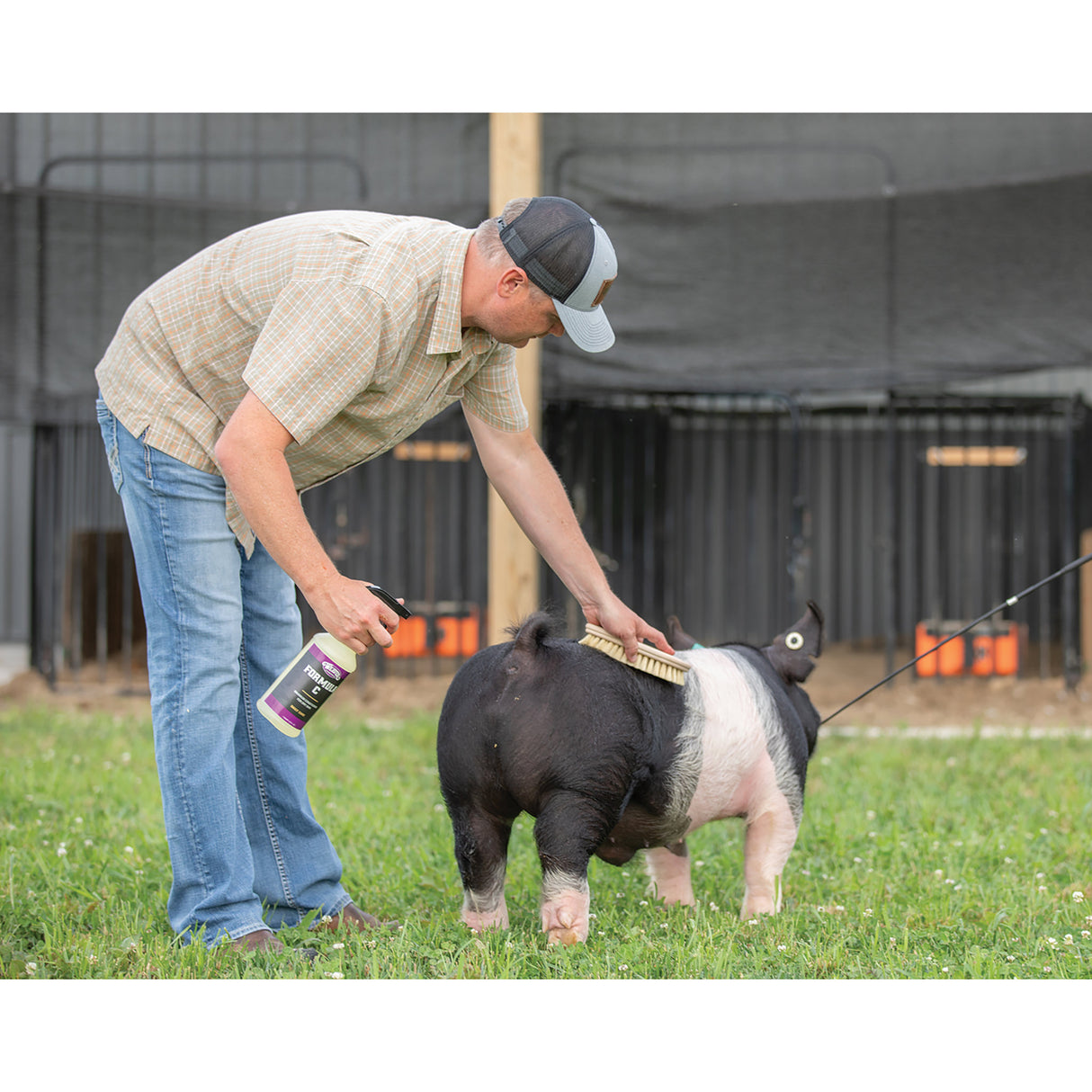 Plastic Tampico Pig Brush