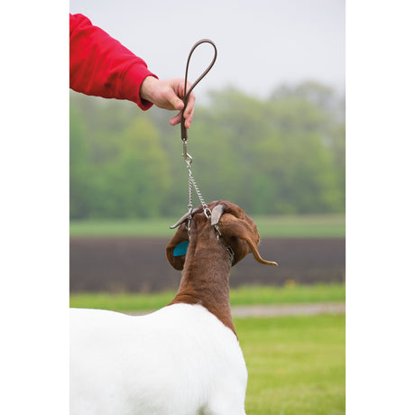 Pronged Chain Goat Collar and Lead Set