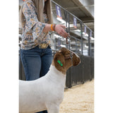 Sheep and Goat Brahma Webb® Halters