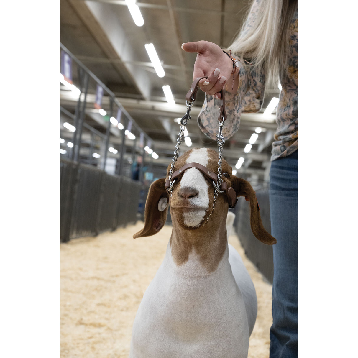 Sheep and Goat Brahma Webb® Halters