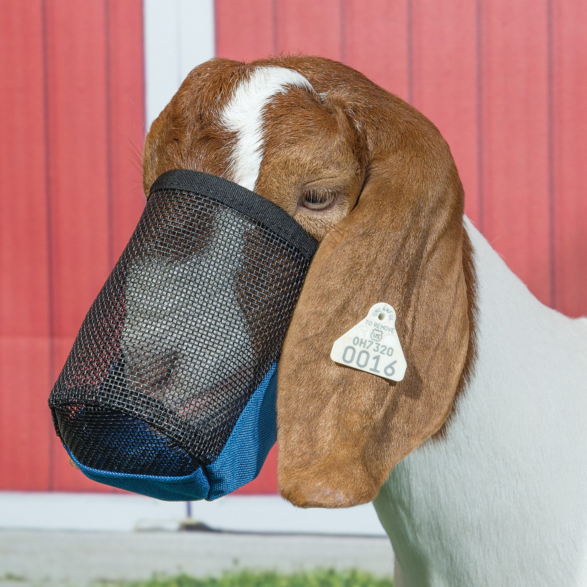 Lamb muzzle hotsell