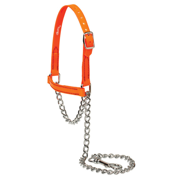 Brahma Webb Clear Coat Sheep and Goat Halter, Orange