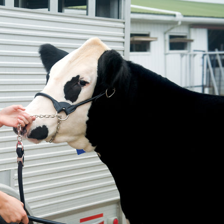 Dairy/Beef Rounded Show Halter