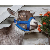 Goat Halter, 3/4" Small