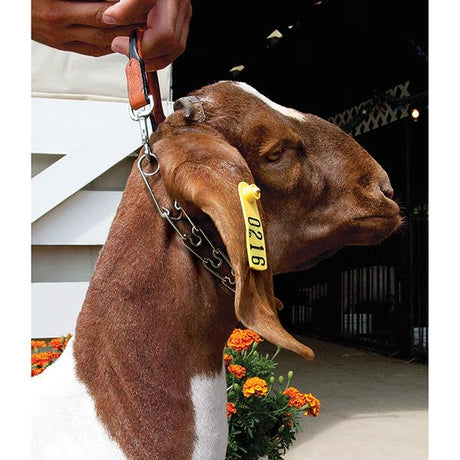 Leather and Pronged Chain Goat Collar, 24"