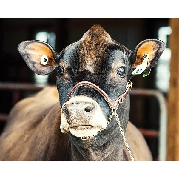 Cattle Show Halter by Weaver® – Stone Creek Western Shop